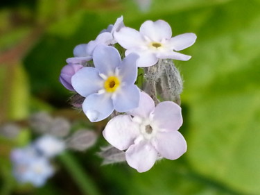 Discret Myosotis