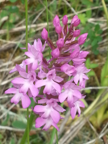 Belle Orchidée