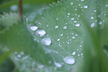 Fotografia zatytułowany „Les gouttes d'eau” autorstwa Didier Piron, Oryginalna praca