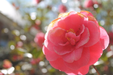 Photography titled "Camellia" by Elke Matthaeus, Original Artwork