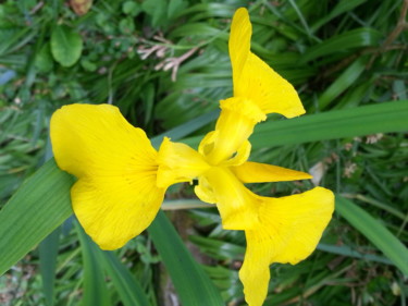 Jaune Iris