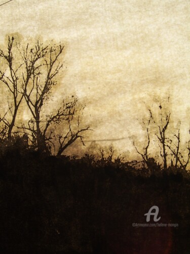 Photographie intitulée "helene-mongin-arbor…" par Hélène Mongin, Œuvre d'art originale