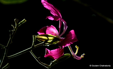 Photographie intitulée "Painting with Light!" par Goutam Chakraborty, Œuvre d'art originale
