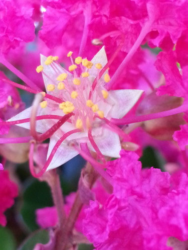 Lilas des Indes