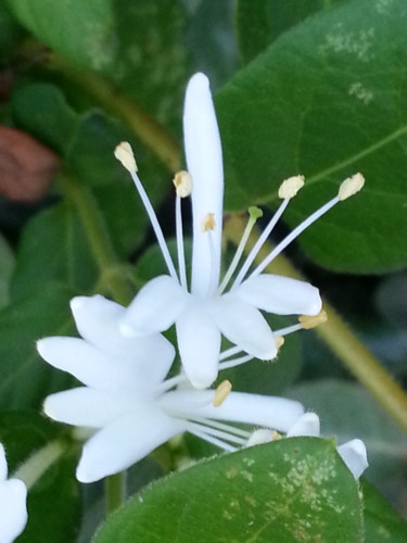 Chevrefeuille