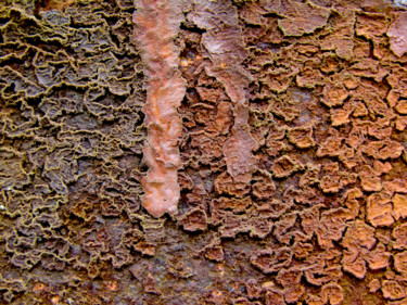 Photographie intitulée "corail.jpg" par Claude Guillemet, Œuvre d'art originale, Photographie numérique