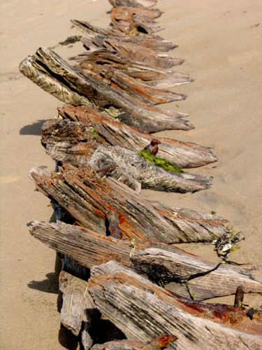 Photographie intitulée "Galapagos" par Claude Guillemet, Œuvre d'art originale, Photographie numérique