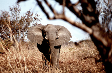 Photographie intitulée "éléphant 1.jpg" par Claude Guillemet, Œuvre d'art originale, Photographie non manipulée
