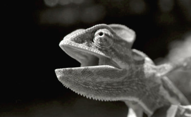 Photographie intitulée "caméléon.jpg" par Claude Guillemet, Œuvre d'art originale, Photographie non manipulée