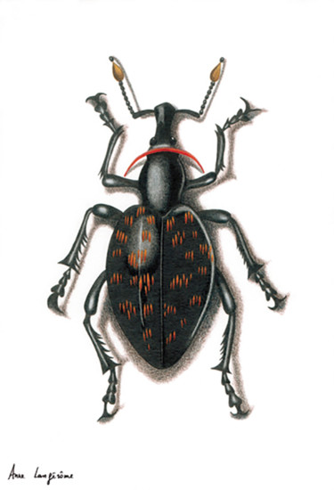 Drawing titled "Charançon mutant" by Anne Langérôme, Original Artwork, Pencil