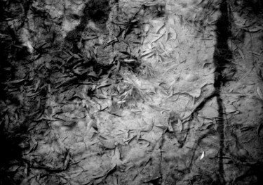 摄影 标题为“RENCONTRE AQUATIQUE…” 由Philippe Berthier, 原创艺术品, 数码摄影