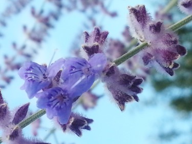 Le Mauve évanescent