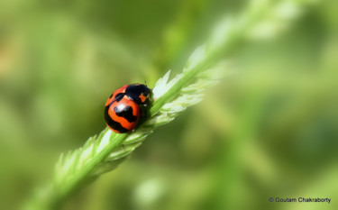제목이 "Date with Ladybug!"인 사진 Goutam Chakraborty로, 원작