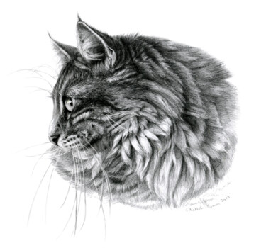 Drawing titled "Norvegian Cat portr…" by Svetlana Ledneva-Schukina, Original Artwork, Graphite