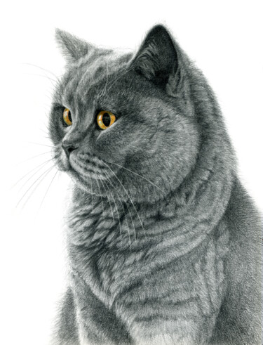 British Shorthair cat portrait g112 Dibujo titulada "British Shorthair c…" por Svetlana Ledneva-Schukina, Obra de arte original, Lápiz