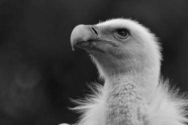 제목이 "Vulture"인 사진 Mohamed Tazi로, 원작
