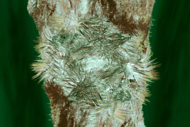 Photography titled "tronc-d-arbre-#1.jpg" by Chupalia, Original Artwork