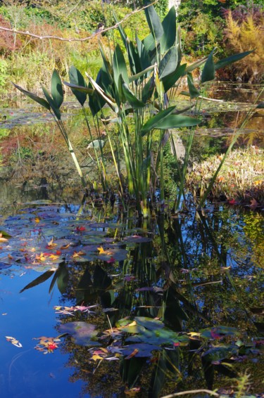 Photographie intitulée "Giverny , toujours" par Muriel Besson-Braem, Œuvre d'art originale