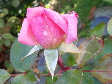 Rose en pleurs