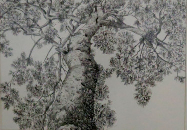 Dibujo titulada "pinoroble.jpg" por Lacasa, Obra de arte original, Tinta