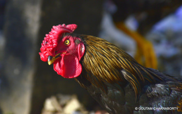 Φωτογραφία με τίτλο "Indian Rooster!" από Goutam Chakraborty, Αυθεντικά έργα τέχνης