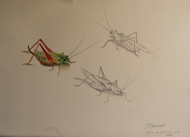 sauterelles-vertes - crayon et aquarelle Drawing titled "sauterelles-vertes…" by Patricia Giroldini Hyvernat, Original Artwork, Graphite