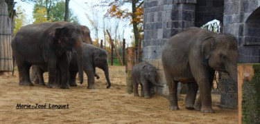 Photographie intitulée "Famille éléphants" par Marie-José Longuet, Œuvre d'art originale