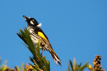 Photography titled "Holland Honey Eater" by Elke Matthaeus, Original Artwork