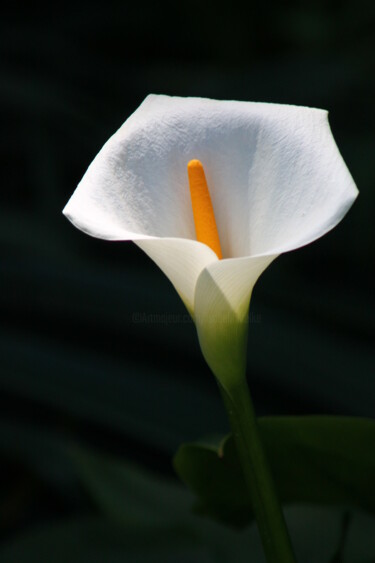 Photography titled "Calla Lily" by Elke Matthaeus, Original Artwork