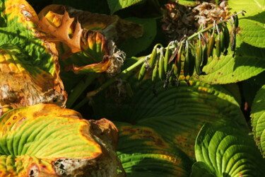 Photography titled "Decay" by Elke Matthaeus, Original Artwork