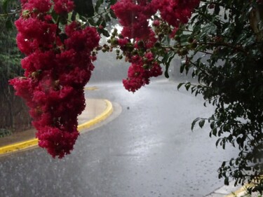 Photography titled "Crepe Myrtle" by Elke Matthaeus, Original Artwork
