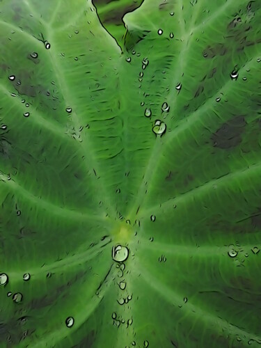 Photography titled "Colocasia" by Elke Matthaeus, Original Artwork
