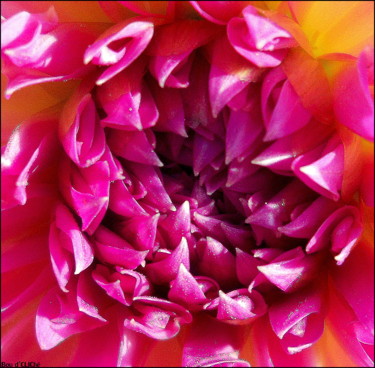 Photographie intitulée "~ coeur de dahlia ~" par Naty B, Œuvre d'art originale