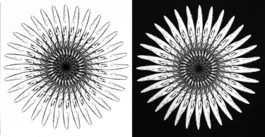 Drawing titled "Holbein Flowers" by Scott Short, Original Artwork, Ink