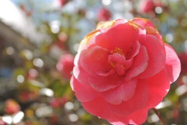 Photography titled "Camellia" by Elke Matthaeus, Original Artwork