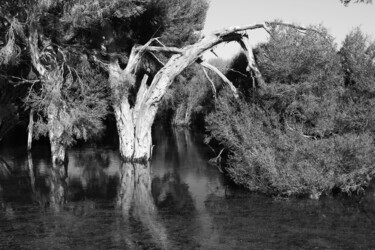 Murray Lagoon Photography titled "Murray Lagoon" by Elke Matthaeus, Original Artwork