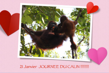 JOURNEE DU CALIN  ….!