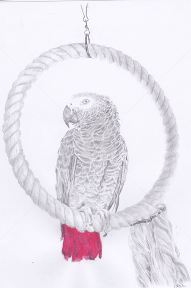 Dessin intitulée "Perroquet Gris du G…" par Dessinludo, Œuvre d'art originale, Graphite