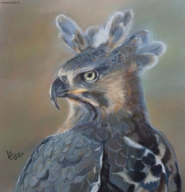 Peinture intitulée "L'aigle couronné" par Catherine Costet (Lccat), Œuvre d'art originale, Pastel