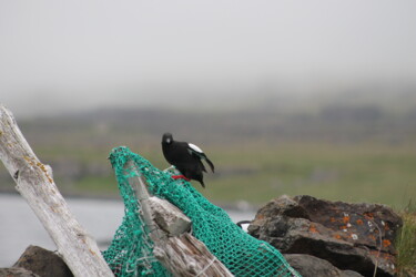 Photography titled "Black Guillemot;" by Elke Matthaeus, Original Artwork