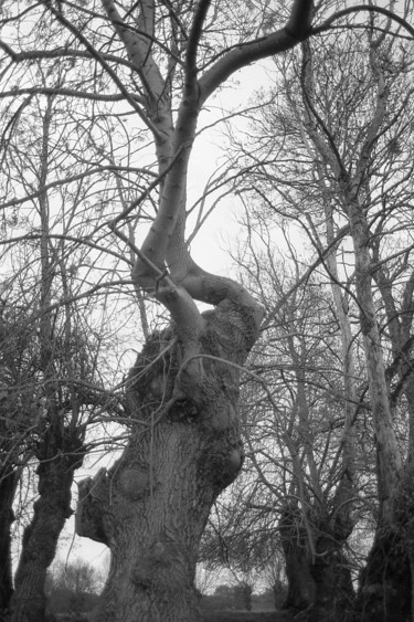 Photographie intitulée "JOLI " Poirier"" par Dominique Thivollier, Œuvre d'art originale