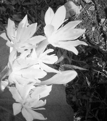 제목이 "close-white-flowers…"인 사진 Suleiman로, 원작