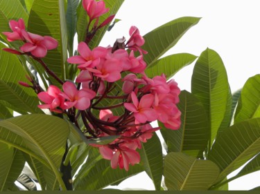 제목이 "flowering-tree.jpg"인 사진 Suleiman로, 원작
