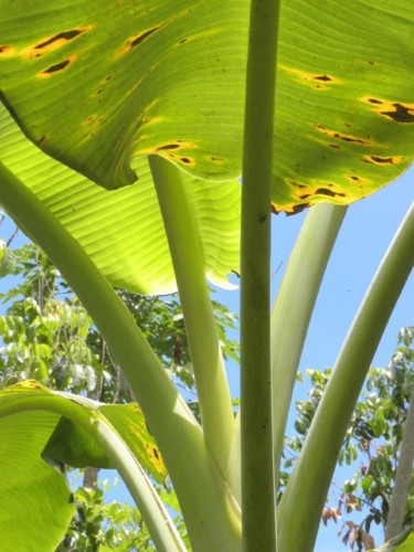 giant-leaf.jpg