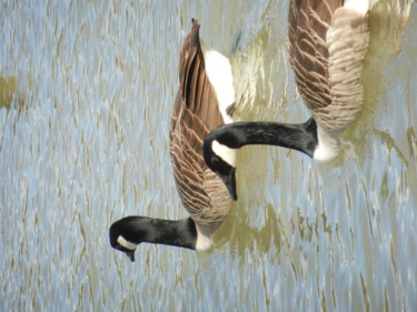 Deux Bernaches sur la Seine