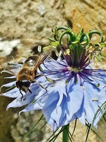 Butinage sur Nigelle de Damas -2-