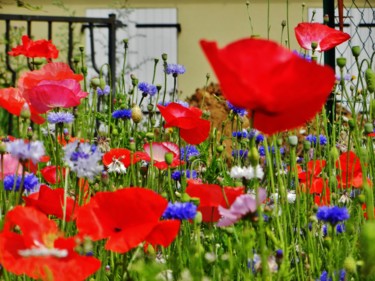 Fleurs des champs