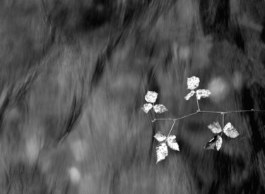 Photographie intitulée "Comme une Branche..…" par Philippe Berthier, Œuvre d'art originale, Photographie numérique