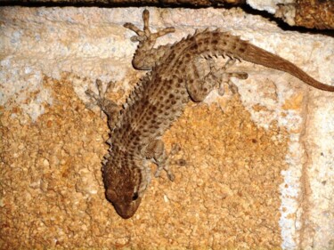 Photographie intitulée "gecko.jpg" par Manu Surreabulliste, Œuvre d'art originale
