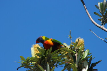 Photography titled "Lorikeet" by Elke Matthaeus, Original Artwork